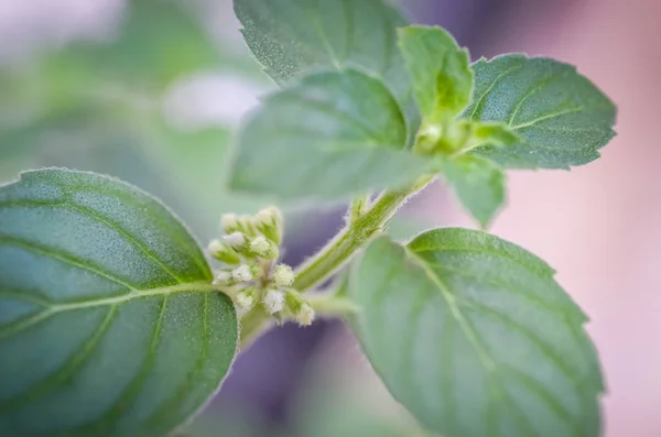 Flower of mint plant — Stock Photo, Image