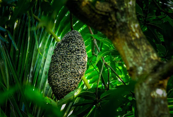 Honey bees at honeycomb — Stock Photo, Image