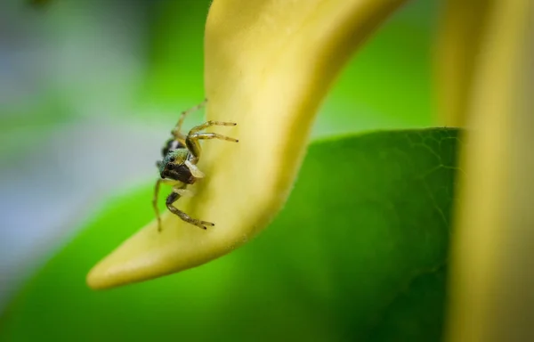 Saltar araña en flor de Ylang-ylang floreciendo — Foto de Stock