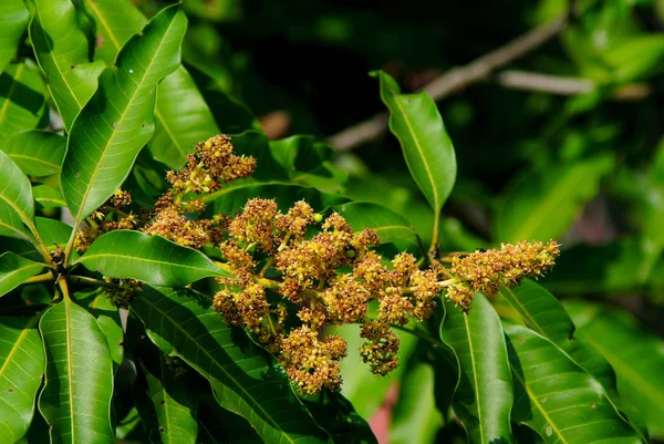 Flor del árbol de mango —  Fotos de Stock