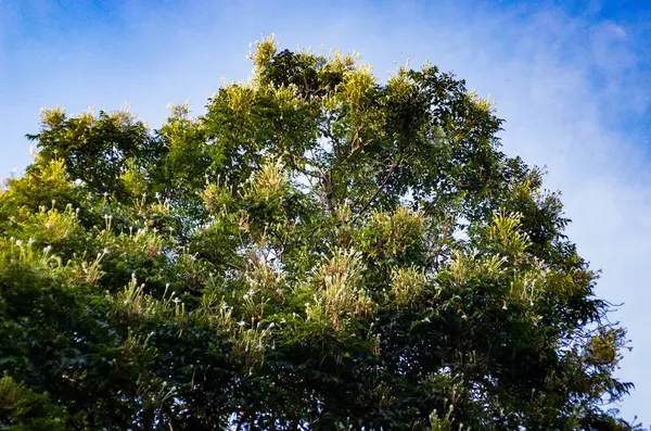 Árbol de corcho con flor floreciendo —  Fotos de Stock