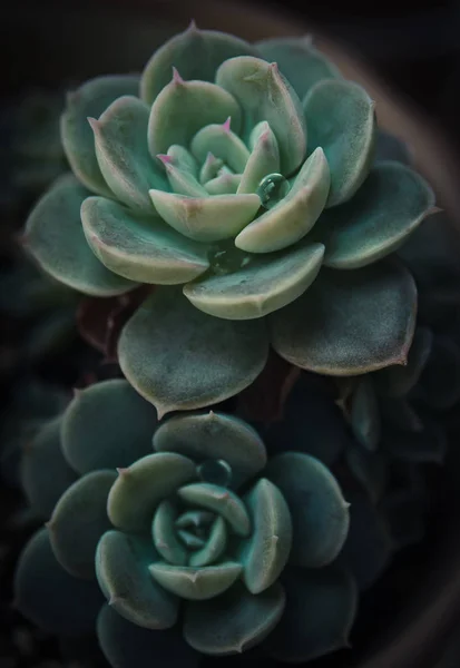 Bel cactus in vaso — Foto Stock