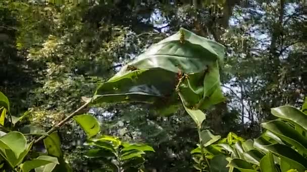 蚂蚁在树上用绿叶筑巢的时间流逝 — 图库视频影像