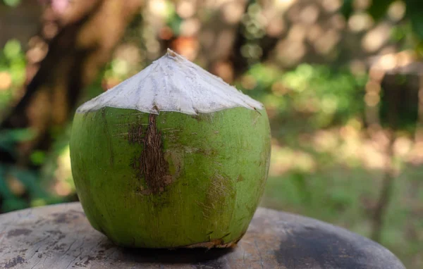 Fruto de coco en silla de madera en el jardín — Foto de Stock