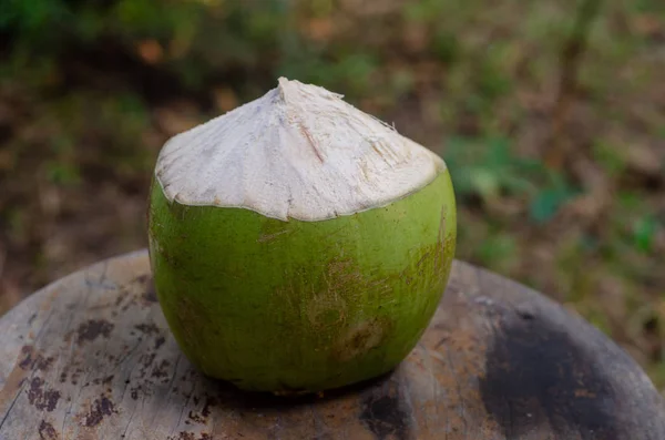 Fruto de coco en silla de madera en el jardín — Foto de Stock