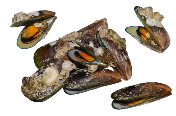 Grön mussell seashell isolerade — Stockfoto