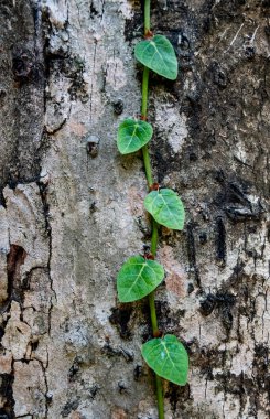Sarmaşık bitki ahşap doku