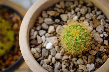 Çiçek saksısında kaktüs