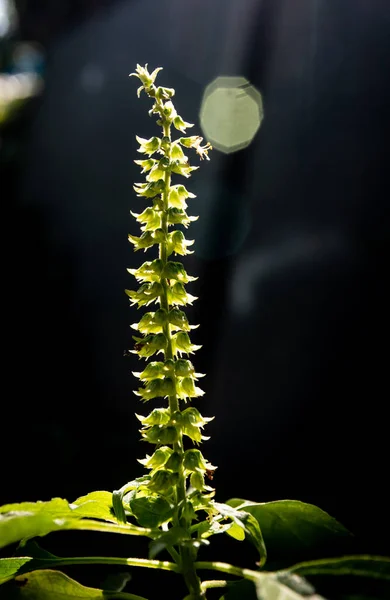 Flower of Basil with sun light ray — Stock Photo, Image