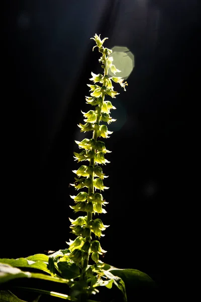 Blomma av basilika med solen ljus stråle — Stockfoto