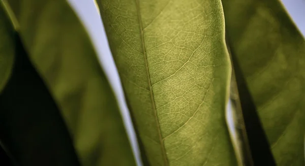 Gros plan du fond de texture des feuilles vertes — Photo