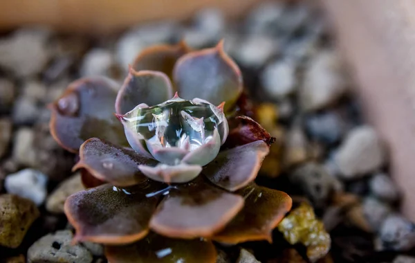 Droplet at cactus, Close up shot — Stock Photo, Image