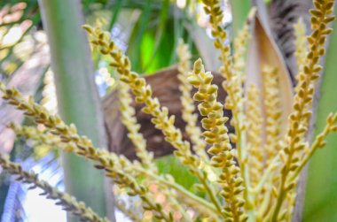 Ağaçta hindistan cevizi çiçeği