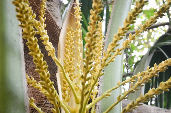 Flor de coco na árvore — Fotografia de Stock