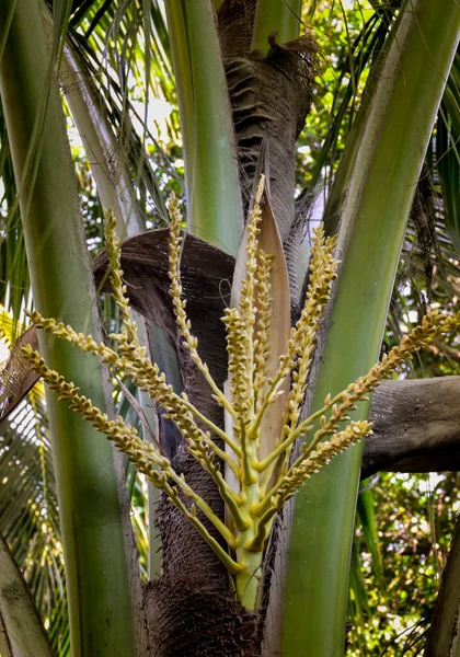 Flor de coco en el árbol —  Fotos de Stock