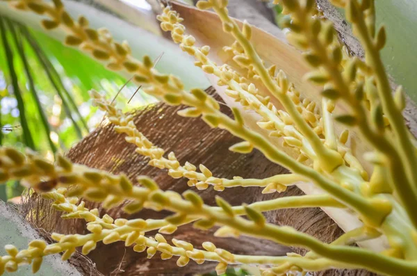 Kokosový květ na stromě — Stock fotografie