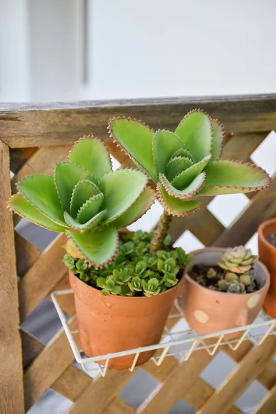 Cactus in vaso di fiori — Foto Stock