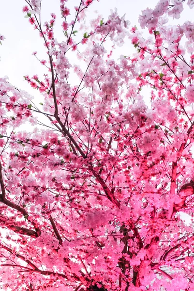 ピンクの桜の木 — ストック写真