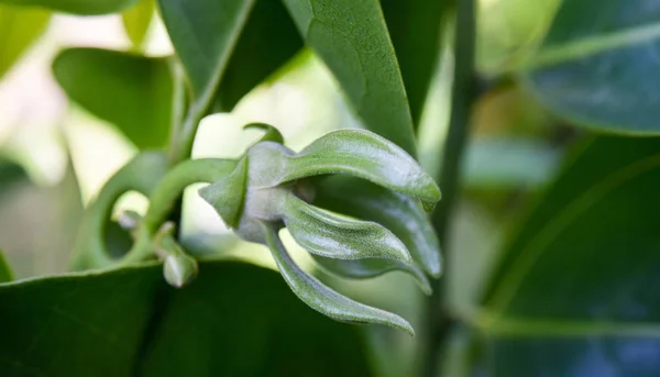 Flor de Ylang-ylang florescendo na árvore — Fotografia de Stock