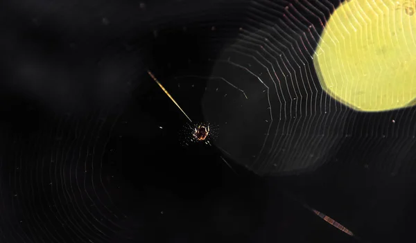 Araña en telaraña con destello de luz — Foto de Stock