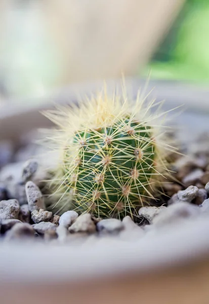 Cactus en pot de fleurs — Photo