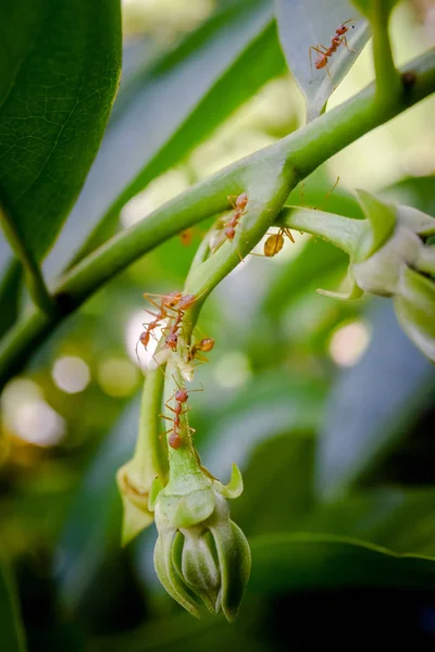 Fourmi rouge avec fleur verte sur la plante — Photo