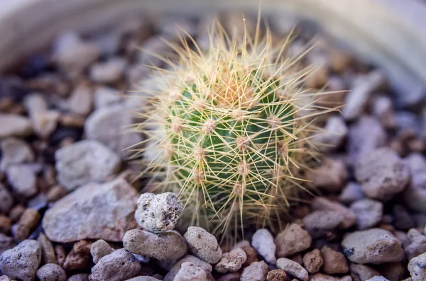 Cactus en pot de fleurs — Photo