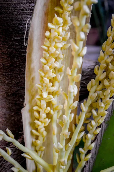 木の上のココナッツの花 — ストック写真