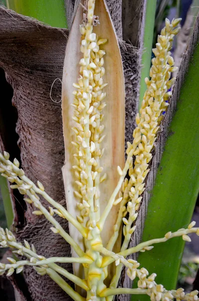 Flor de coco na árvore — Fotografia de Stock