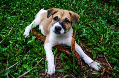 Çayırda köpek yavrusu