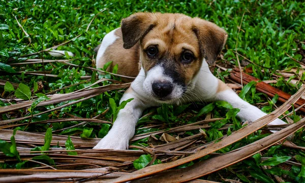 Perro cachorro en el prado — Foto de Stock