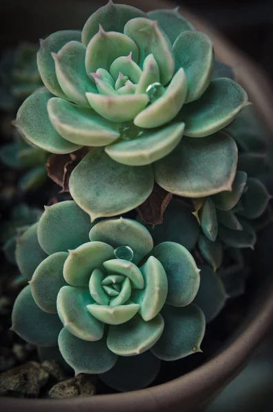 Nice cactus i vas — Stockfoto