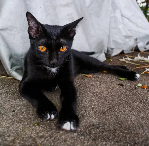 Siyah kedi portresi yerde dinlenmek — Stok fotoğraf