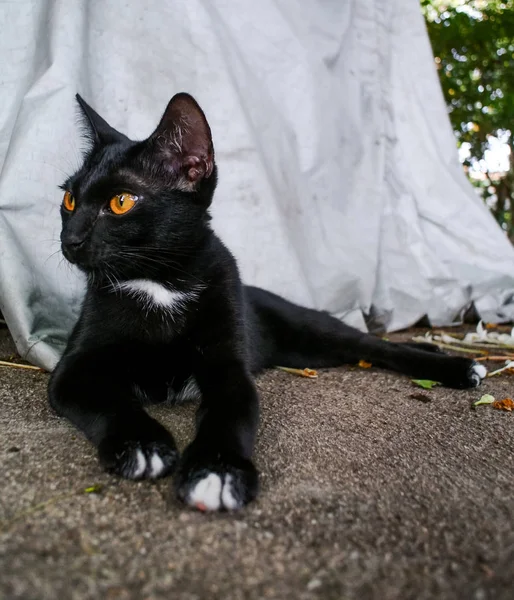 Porträtt av svart katt slappna av på marken — Stockfoto