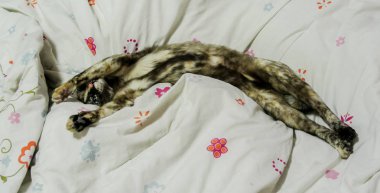 Tembel kedi yatağa uzandı