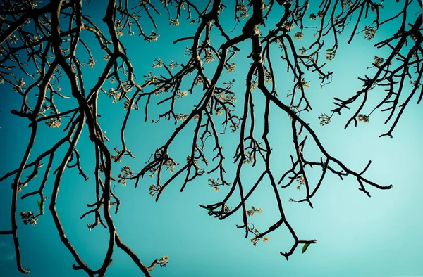 Mavi gökyüzü ile ağaç ve Frangipani çiçek Dalı — Stok fotoğraf