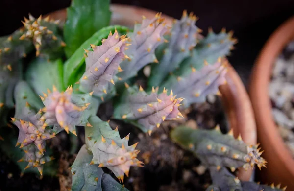 Cactus in vaso di fiori, Avvicinamento — Foto Stock