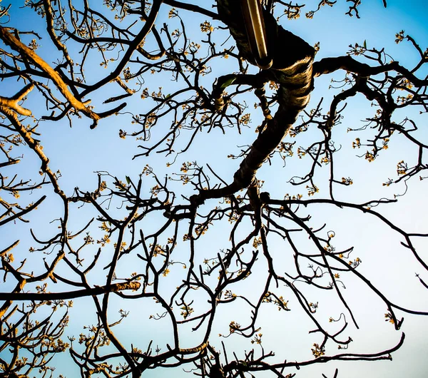 Branch of tree and Frangipani flowers with blue sky