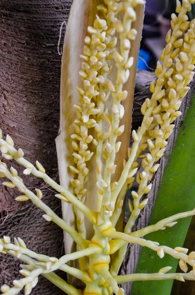 Kokos blomma på träd — Stockfoto