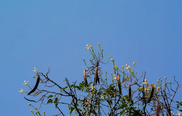 Φελλό δέντρο με κάψουλες και λουλούδι — Φωτογραφία Αρχείου