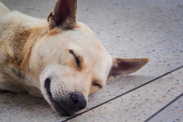 Portret bezpański pies — Zdjęcie stockowe