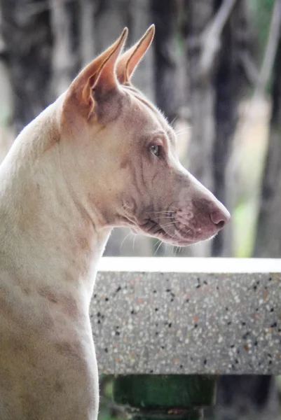 Portrait of stray dog — Stock Photo, Image