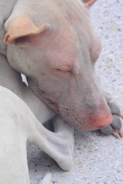 Portrait of stray dog — Stock Photo, Image