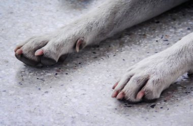 Sokak köpeğinin bacakları