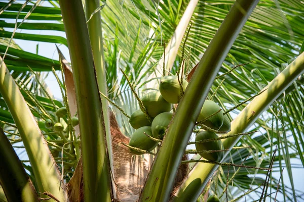 Green coconut fruit on tree — Stock Photo, Image