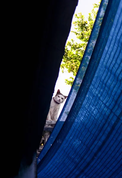 Cat guardando la fotocamera passare lo spazio tra del tetto e fabr blu — Foto Stock