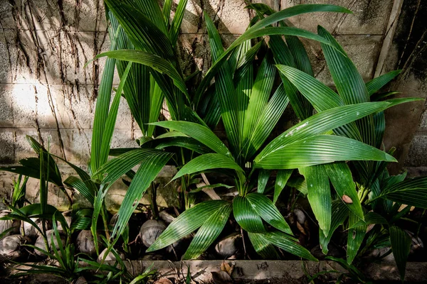 Las semillas de coco crecen —  Fotos de Stock