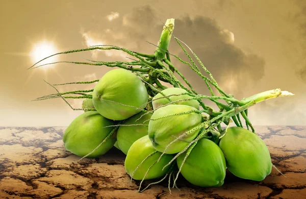Gruppo di frutti di cocco sulla terraferma, concetto di carestia — Foto Stock