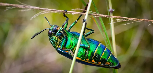 Scarabeo gioiello in campo macro shot — Foto Stock