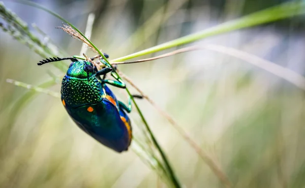 战场微射中的宝石甲虫 — 图库照片